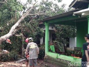 Sleman Hujan-Angin Kencang, Pohon Tumbang di 8 Kapanewon