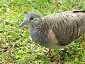 Jenis-jenis Burung Perkutut, dari Ilmiah hingga Katuranggan Populer Jenis-jenis Burung Perkutut, dari Ilmiah hingga Katuranggan Populer