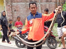 Hiii! 2 Ular Dumung Macan Tepergok Bergumul di Halaman Warga Pedan Klaten