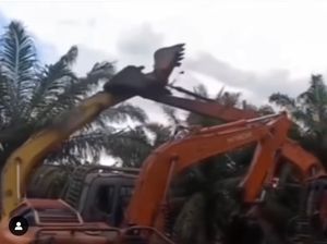 Heboh 3 Ekskavator Baku Hantam di Kebun Sawit di Siak, Diduga Konflik Lahan