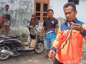 Bikin Deg-degan! Ular Nongol di Motor Saat Melaju di Jalan Trucuk Klaten