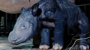 Foto: Gemasnya Anak Badak Sumatera yang Baru Lahir di Way Kambas