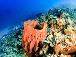 Ini 3 Wisata Selam Indonesia yang Diklaim Terbaik di Dunia