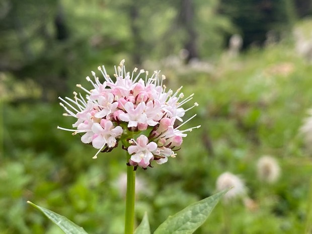 Bunga Valerian/Foto: Unsplash/Jillian Amatt