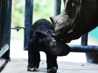 Lucunya Bayi Badak Sumatera yang Lahir di Taman Nasional Way Kambas