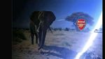 Meme Gajah Muncul Lagi Usai Arsenal ke Puncak Klasemen Liga Inggris
