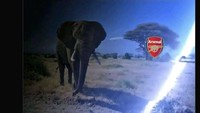 Meme gajah Arsenal viral musim lalu ketika The Gunners menguasai klasemen Premier League dalam waktu lama, sebelum akhirnya ditumbangkan Manchester City. (Foto: Twitter)