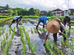 Distan Karangasem Siapkan 300 Hektare untuk Tanam Padi Salibu Pada 2024