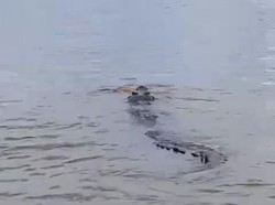 Momen Warga Tangkap Buaya gegara Terkam Bocah 10 Tahun hingga Tewas