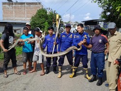 Damkar Parepare Evakuasi Piton 4 Meter di Got, Ekskavator Ikut Dikerahkan