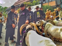 Pertahankan Keaslian Genetik, Domba Garut Dipasangi Chip