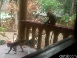 Makanan Habis gegara Kemarau, Monyet di Gunung Pegat Blitar Serbu Permukiman