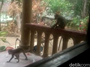 Makanan Habis gegara Kemarau, Monyet di Gunung Pegat Blitar Serbu Permukiman Makanan Habis gegara Kemarau, Monyet di Gunung Pegat Blitar Serbu Permukiman