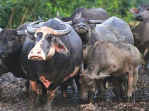 Kades di Luwu Jadi Tersangka Pungli, Rp 200 Juta Dipakai Beli Kerbau Kades di Luwu Jadi Tersangka Pungli, Rp 200 Juta Dipakai Beli Kerbau