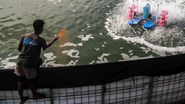 Melihat Budi Daya Udang Vaname Sistem Bioflok di Maluku Utara