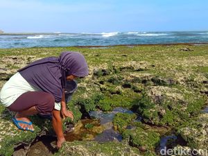 Asa Neneng Pencari Kerang Laut di Pantai Legokjawa Pangandaran