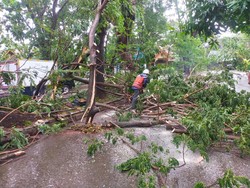 RTH Makassar Rawan Pohon Tumbang, Hindari Parkir Saat Hujan-Angin Kencang