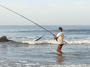 Hiu Paus Terdampar di Pantai Bali, Diselamatkan Turis Asing Hiu Paus Terdampar di Pantai Bali, Diselamatkan Turis Asing