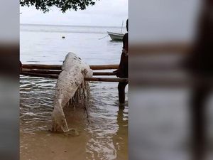 Hewan Misterius yang Disebut Putri Duyung Terdampar di Papua Nugini, Ini Kata Ahli