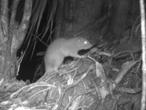 Tikus Raksasa Langka dan Misterius Terekam Kamera untuk Pertama Kali Tikus Raksasa Langka dan Misterius Terekam Kamera untuk Pertama Kali