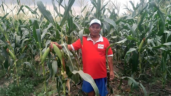 Benih Jagung Manis Berkualitas dan Berkelanjutan