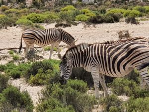 Pengalaman Langka, Melihat Satwa-sawat Afrika di Jip Terbuka