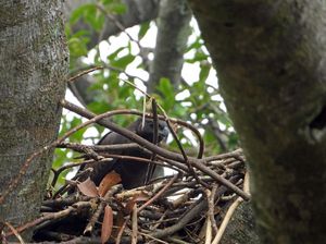 Satwa Langka Kembali Huni Area Pertambangan Karawang