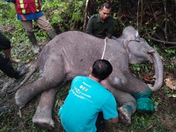 Miris! Anak Gajah di Riau Mati Akibat Kena Jerat