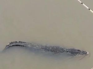 Geger Buaya Muara Muncul di Sungai Lalan saat Warga Mancing Geger Buaya Muara Muncul di Sungai Lalan saat Warga Mancing