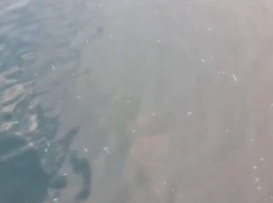 Heboh Ikan Mati Mendadak di Perairan Halmahera Selatan, DKP Selidiki