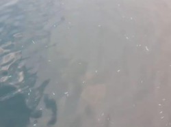 Heboh Ikan Mati Mendadak di Perairan Halmahera Selatan, DKP Selidiki