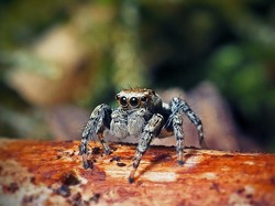 Ngeri! Kaki Membusuk gegara Jadi Tempat Laba-laba Bertelur