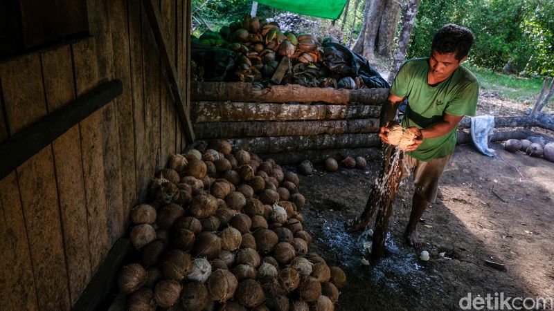 Laris Manis Usaha Kopra buat Warga Desa Palaes Raup Puluhan Juta
