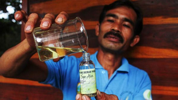 Potret Pemanfaatan Serai Jadi Minyak Urut hingga Karbol