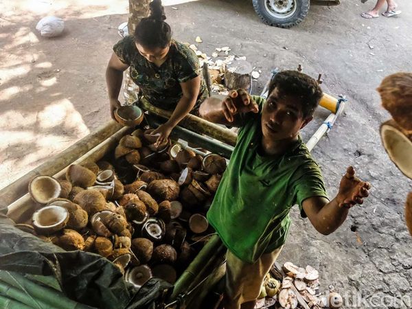 Raup Puluhan Juta, Laris Manis Usaha Kopra Desa Palaes