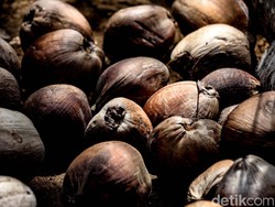 Ternyata, Bukan Cuma Durian, Kelapa Juga Dilarang Dibawa di Pesawat