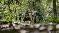Tradisional, Petani Kopra Angkut Kelapa Pakai Gerobak Sapi