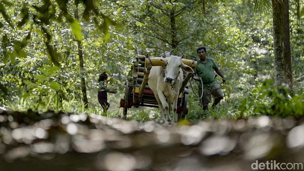 Tradisional, Petani Kopra Angkut Kelapa Pakai Gerobak Sapi