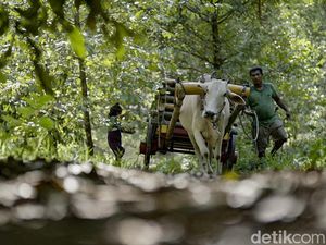 Tradisional, Petani Kopra Angkut Kelapa Pakai Gerobak Sapi Tradisional, Petani Kopra Angkut Kelapa Pakai Gerobak Sapi