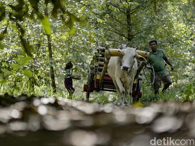 Tradisional, Petani Kopra Angkut Kelapa Pakai Gerobak Sapi