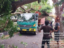 Truk Kontainer Tertimpa Pohon di Ring Road Selatan Bantul, Sempat Bikin Macet