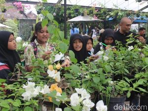 Keseruan Wisata Alam di Beenyo Farm Sambil Belajar Budi Daya Bugenvil Keseruan Wisata Alam di Beenyo Farm Sambil Belajar Budi Daya Bugenvil