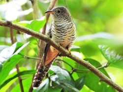 Burung Kedasih, 5 Fakta Menarik tentang Si Burung Licik