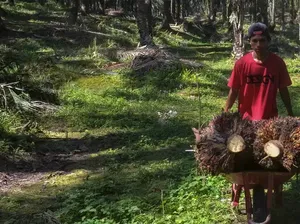 Malaysia-Indonesia Cari Sekutu Menentang Aturan Deforestasi Uni Eropa