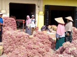 Cuaca Tak Menentu, Harga Bibit Bawang Merah di Probolinggo Anjlok