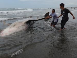 Hiu Tutul Sepanjang 4 Meter Terdampar di Pantai Wagir Indah Cilacap