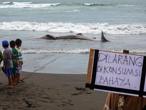 Ikan Hiu Mengandung Merkuri, Kok Jadi Menu MBG? Ini Mitos dan Jenis Kulinernya Ikan Hiu Mengandung Merkuri, Kok Jadi Menu MBG? Ini Mitos dan Jenis Kulinernya