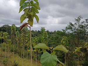 Perusahaan Tambang di Banyuwangi Serahkan Lahan Kompensasi 1.990,79 Ha Perusahaan Tambang di Banyuwangi Serahkan Lahan Kompensasi 1.990,79 Ha