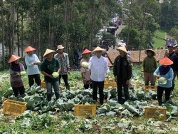 Pakai Caping, Anies Panen Kol dan Catat Keluhan Petani di Pangalengan