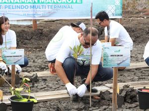 Anak Usaha Pelindo Tanam 8.000 Bibit Mangrove di Kalimantan Tengah